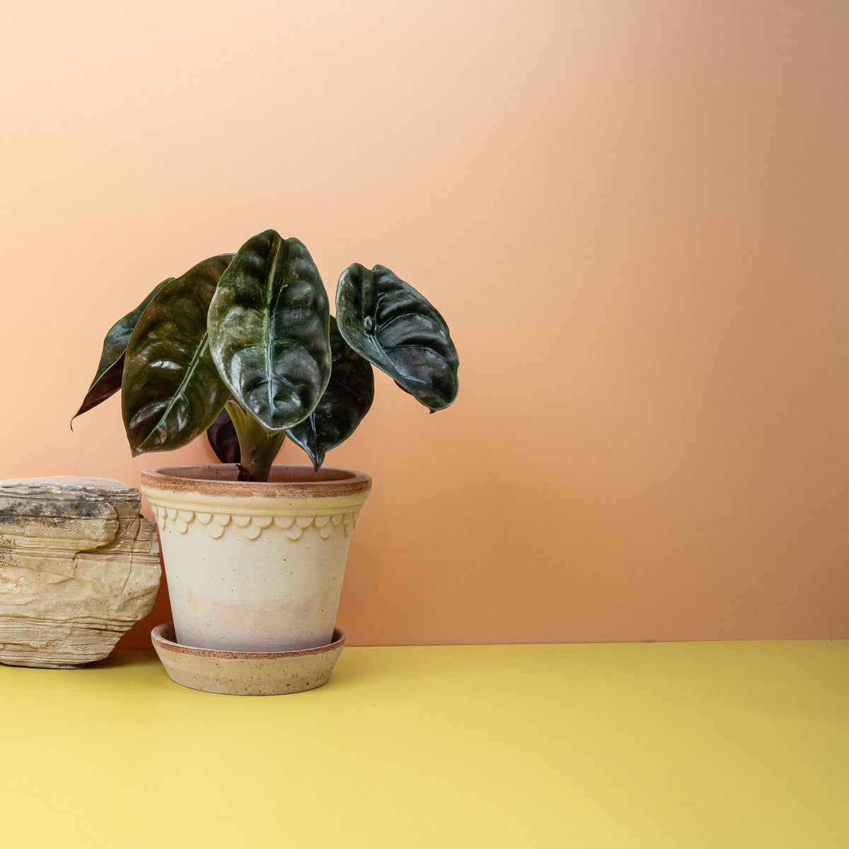 Alocasia Cuprea Red Secret Variegata, Kupfer- und Bronzetöne