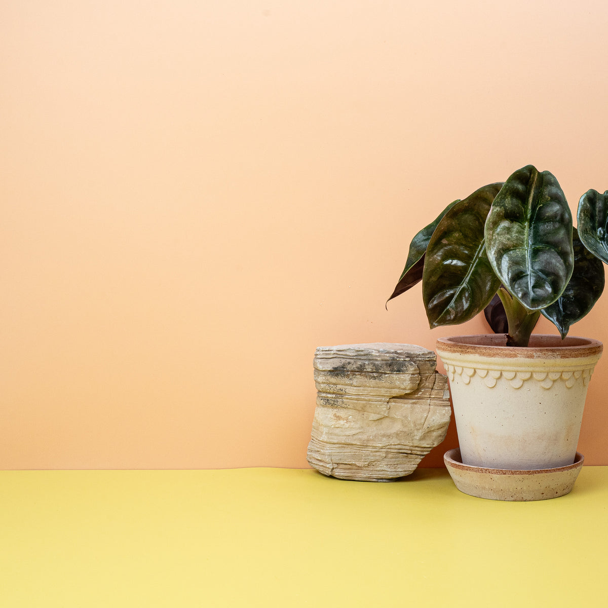Alocasia Cuprea Red Secret Variegata, glänzende Blattoberfläche