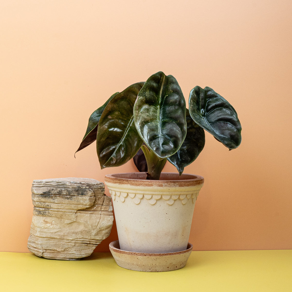 Alocasia Cuprea Red Secret Variegata, Metallic-Optik mit Panaschierung – potflourri