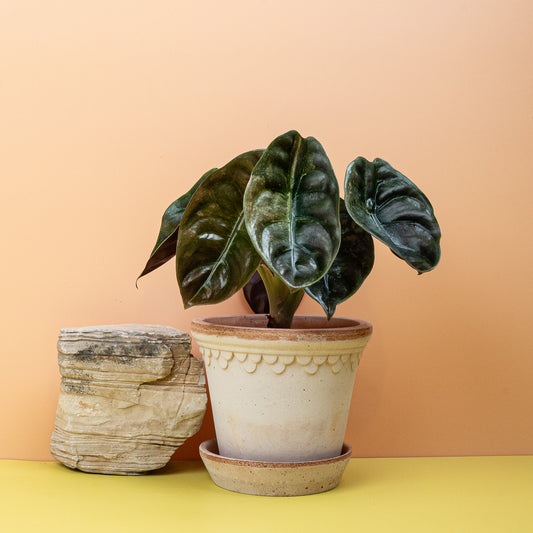 Alocasia Cuprea Red Secret Variegata, Metallic-Optik mit Panaschierung – potflourri