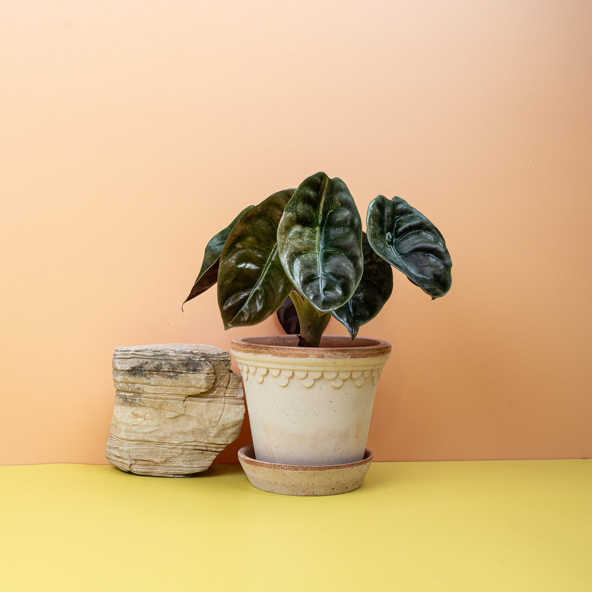 Alocasia Cuprea Red Secret Variegata, cremeweiße Sprenkel