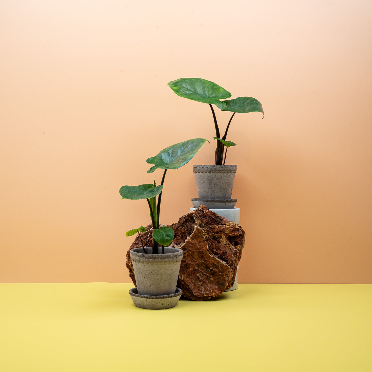 Alocasia Dark Star, dunkle Blattstiele – potflourri