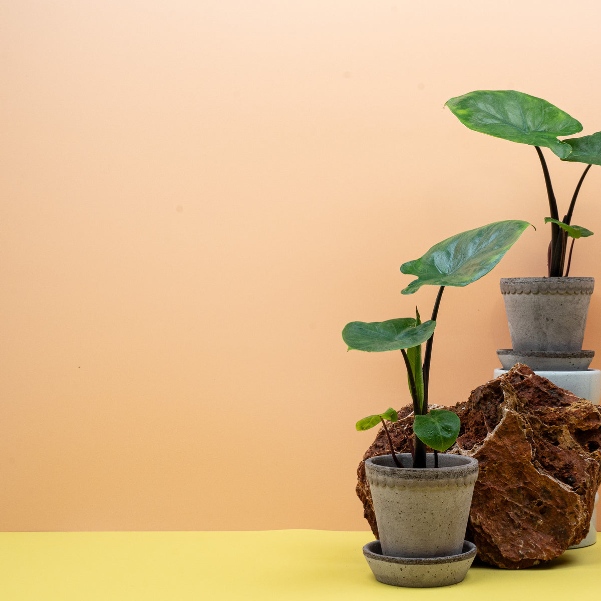 Alocasia Dark Star, kräftiger Wuchs