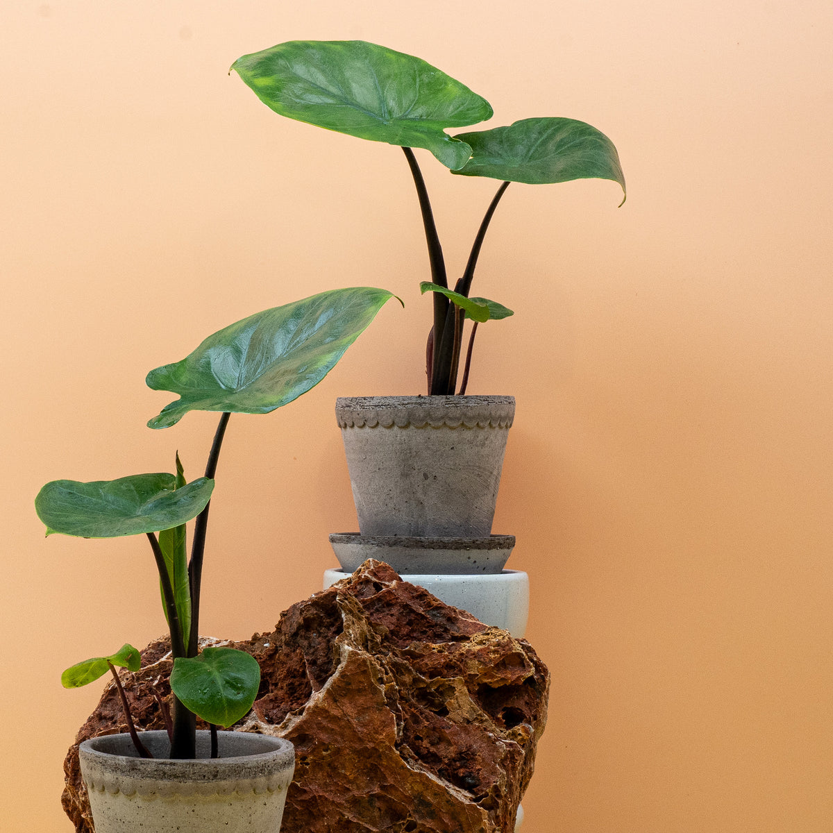 Alocasia Dark Star als Statement-Pflanze