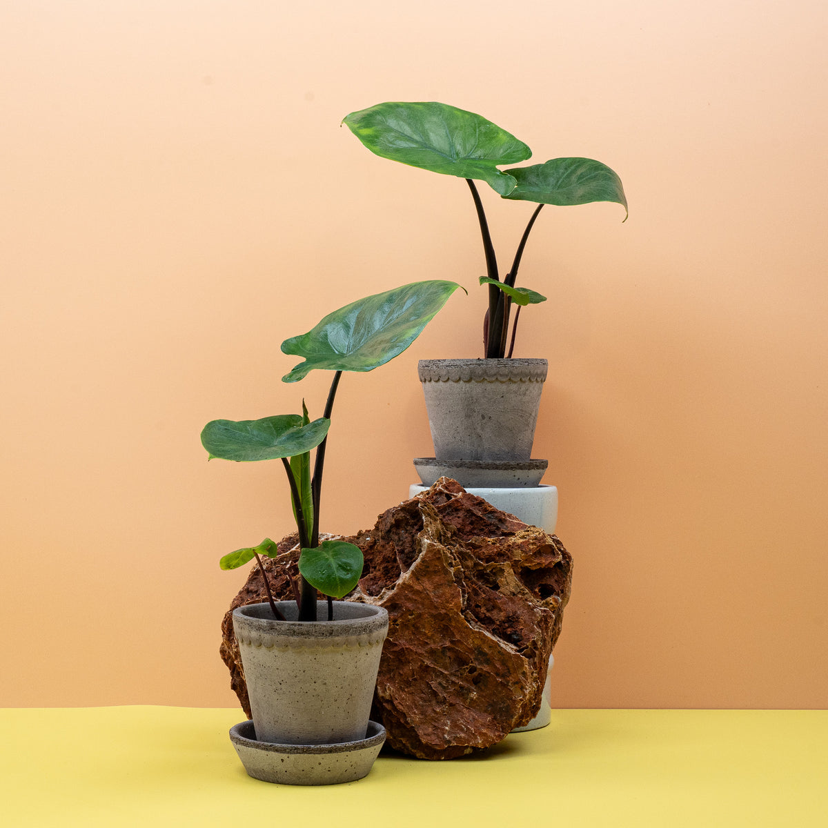 Alocasia Dark Star im Topf