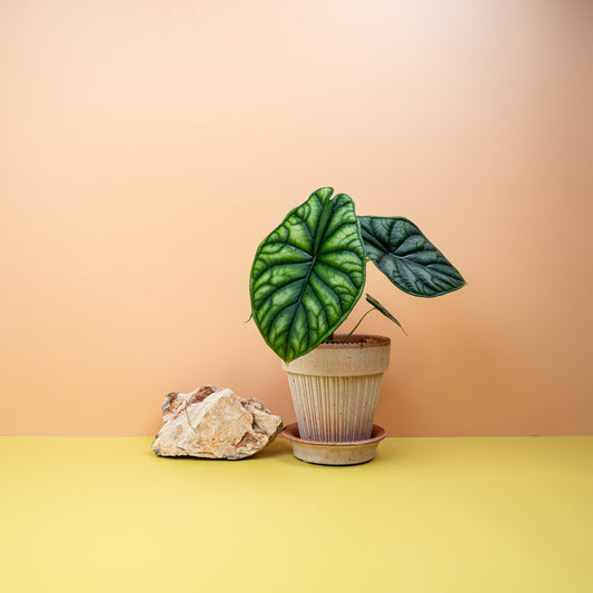 Alocasia Dragon Scale – Zimmerpflanze mit drachenartiger Struktur – potflourri