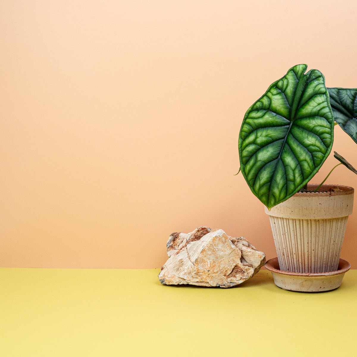 Alocasia Dragon Scale – stark geprägte Blätter