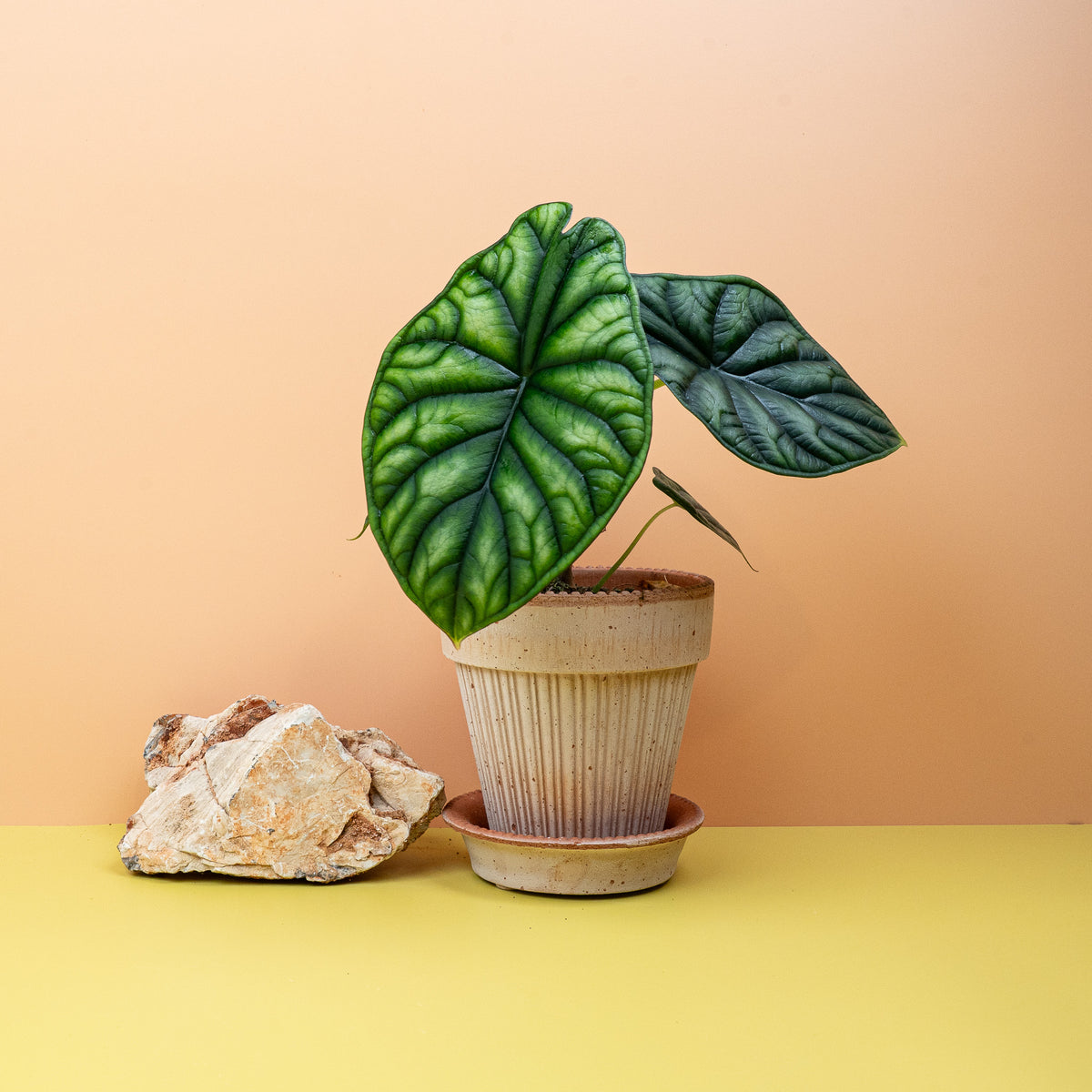 Alocasia Dragon Scale, kompakter Wuchs