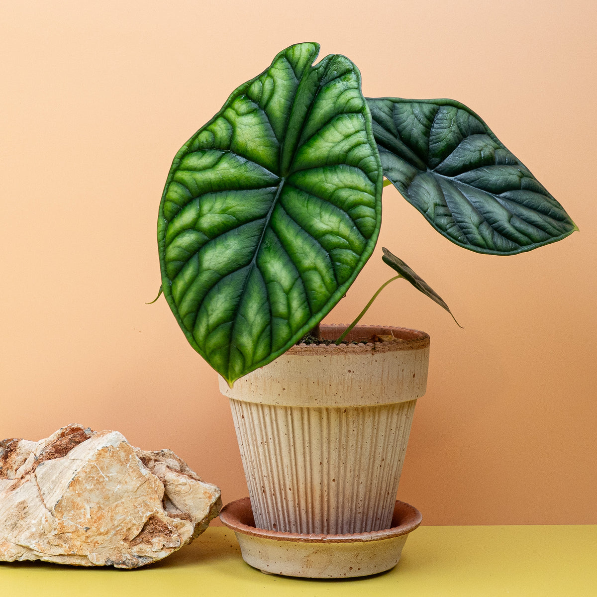 Alocasia Dragon Scale – reptilienartige Optik