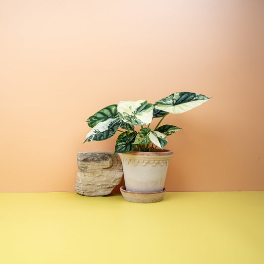 Alocasia Dragon Scale Variegata, geprägte Blattstruktur – potflourri