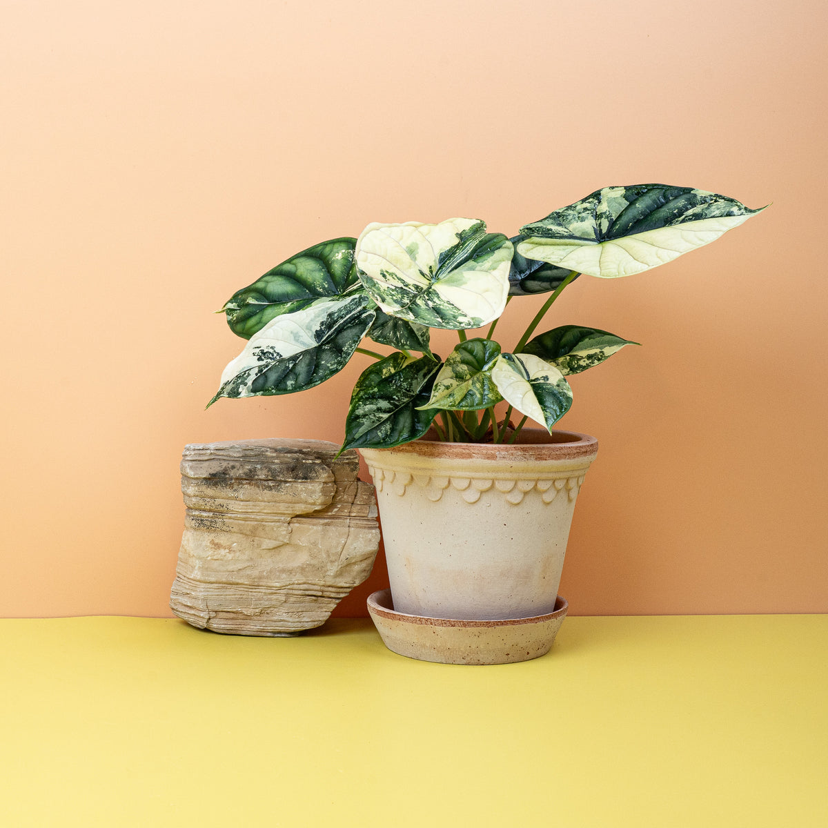 Alocasia Dragon Scale Variegata, geprägte Blattstruktur – potflourri