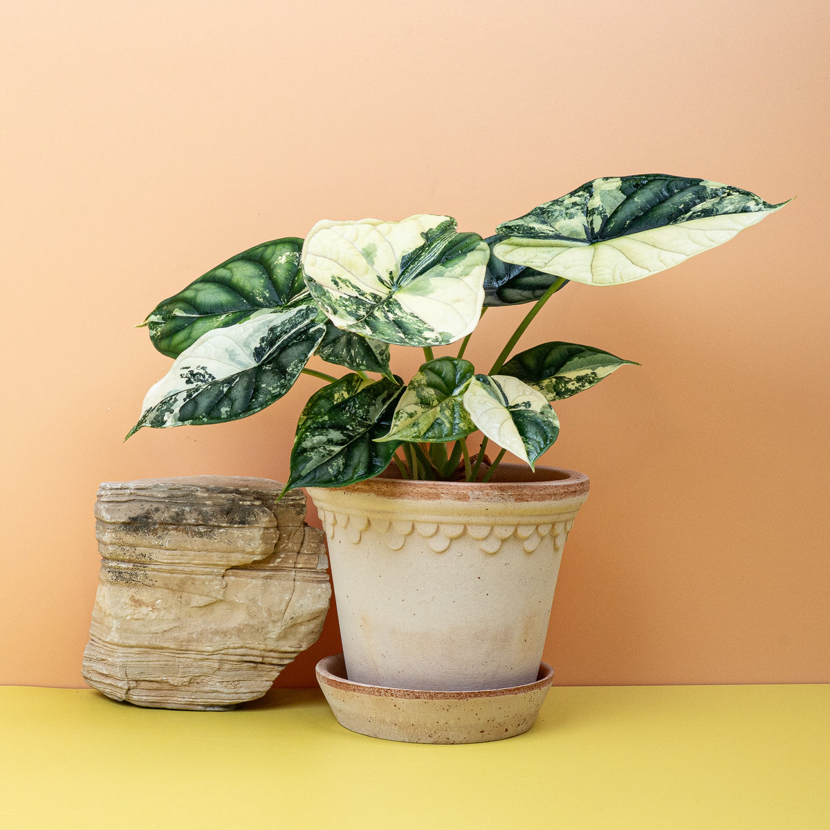 Alocasia Dragon Scale Variegata, individuelles Blattmuster