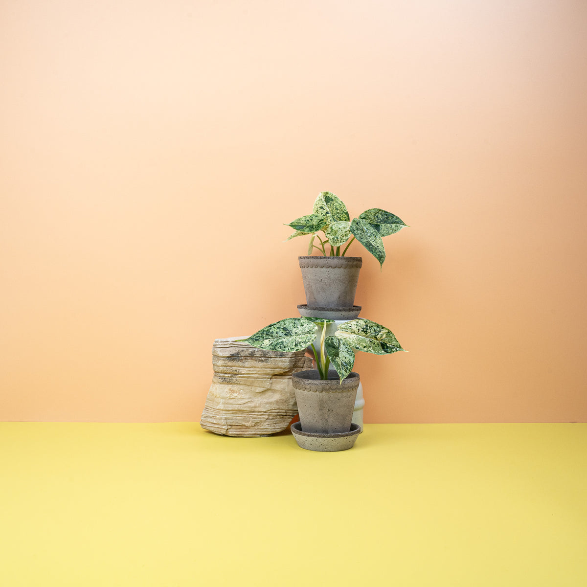 Mintfarbene Variegation mit cremeweißen Sprenkeln auf geprägtem Blatt