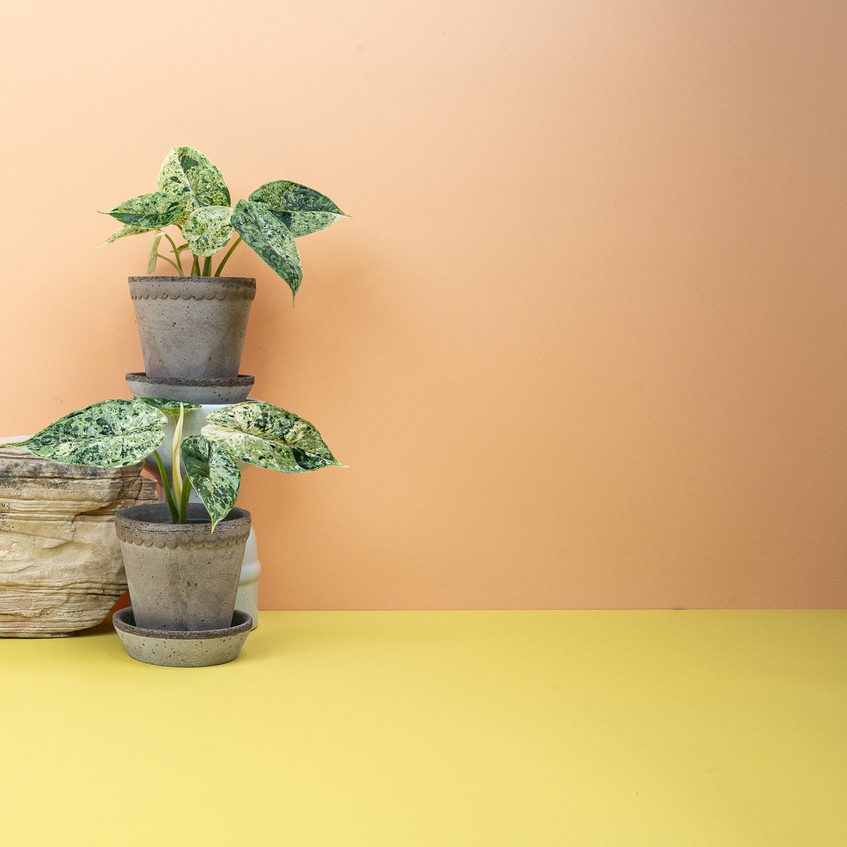 Jedes Blatt zeigt ein individuelles Variegata-Muster