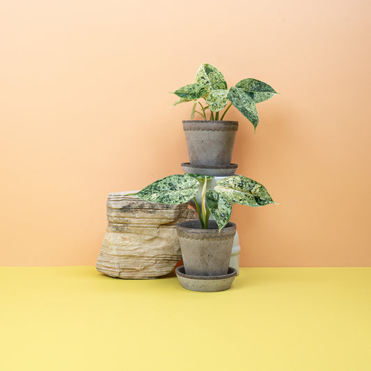 Alocasia Dragon Scale Variegata Mint mit geprägter Blattstruktur – potflourri