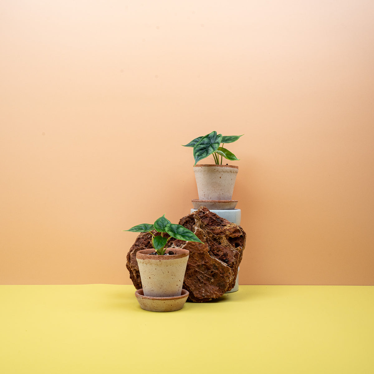 Alocasia Dragon Scale – silbriggrünes Blatt mit dunklem Adernetz