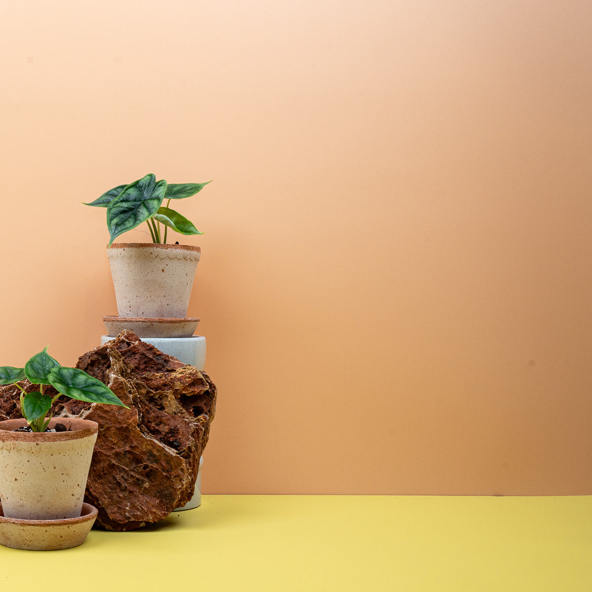 Alocasia Dragon Scale – kompakter Wuchs im Kulturtopf