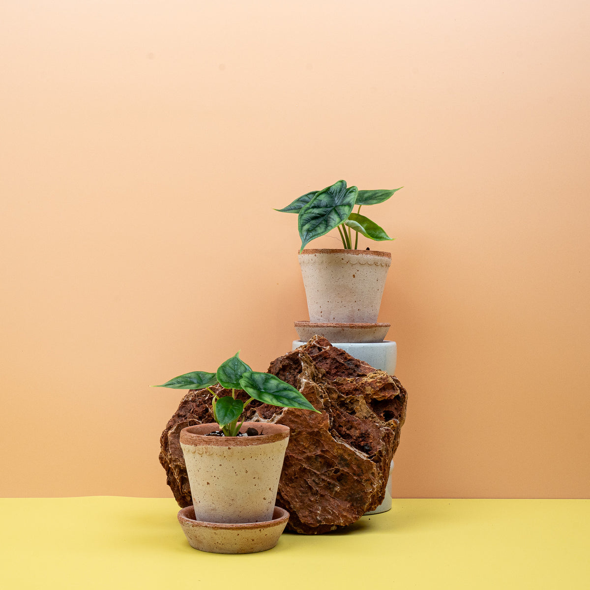 Alocasia Dragon Scale als Sammlerpflanze – potflourri