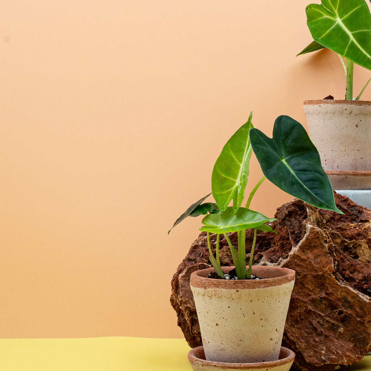 Alocasia Frydek – samtiges Blatt mit hellem Adernetz
