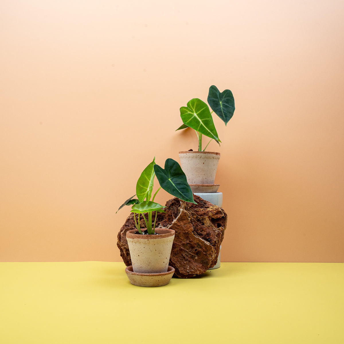 Alocasia Frydek, dunkelgrüne Blattfläche mit mattem Schimmer