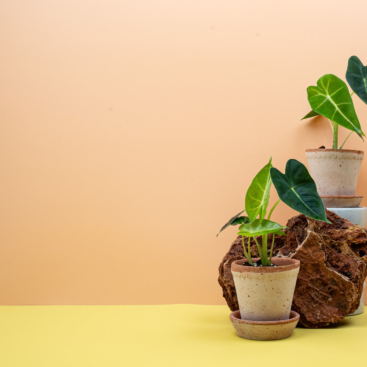 Alocasia micholitziana Frydek als Zimmerpflanze