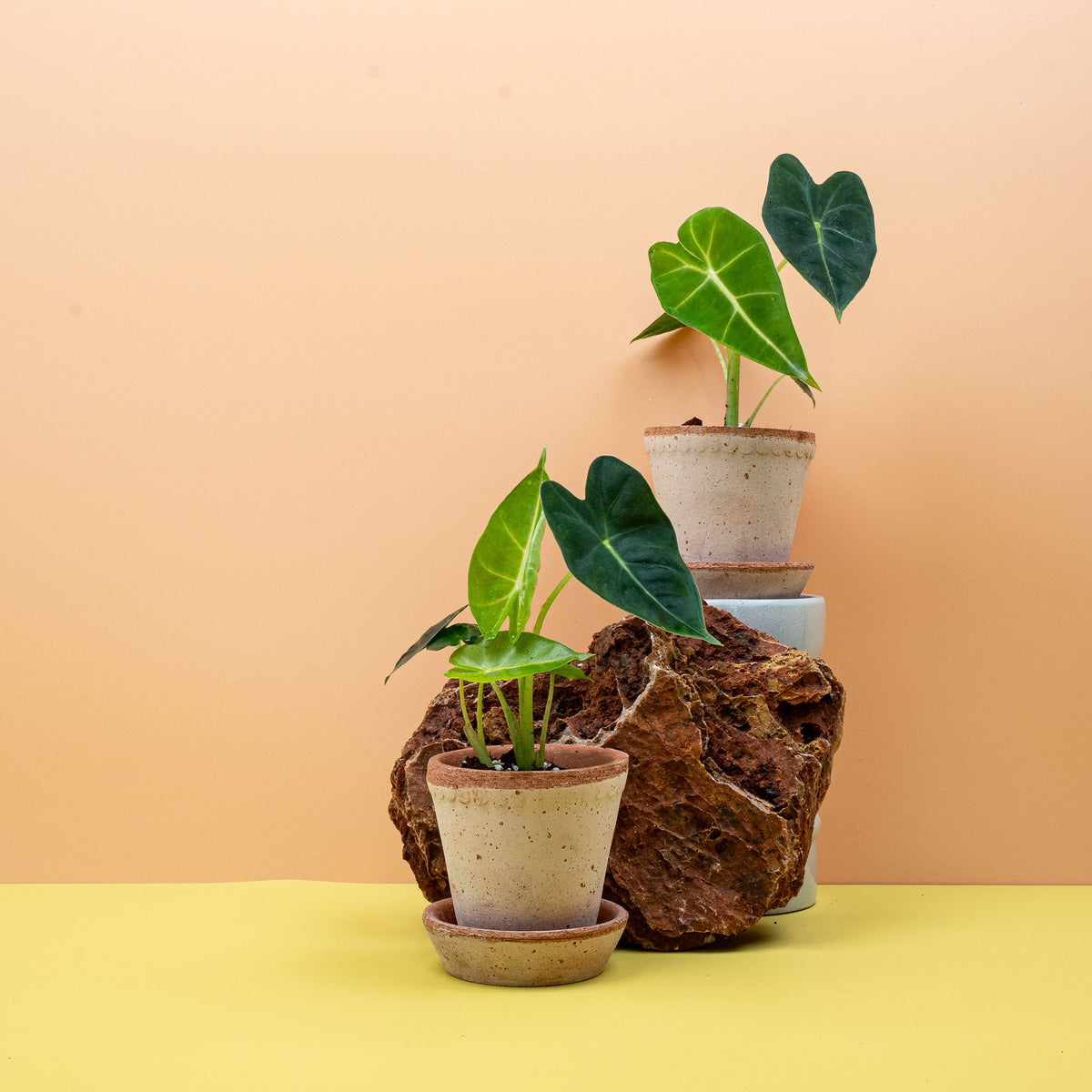 Alocasia Frydek – aufrechter Wuchs im Kulturtopf – potflourri