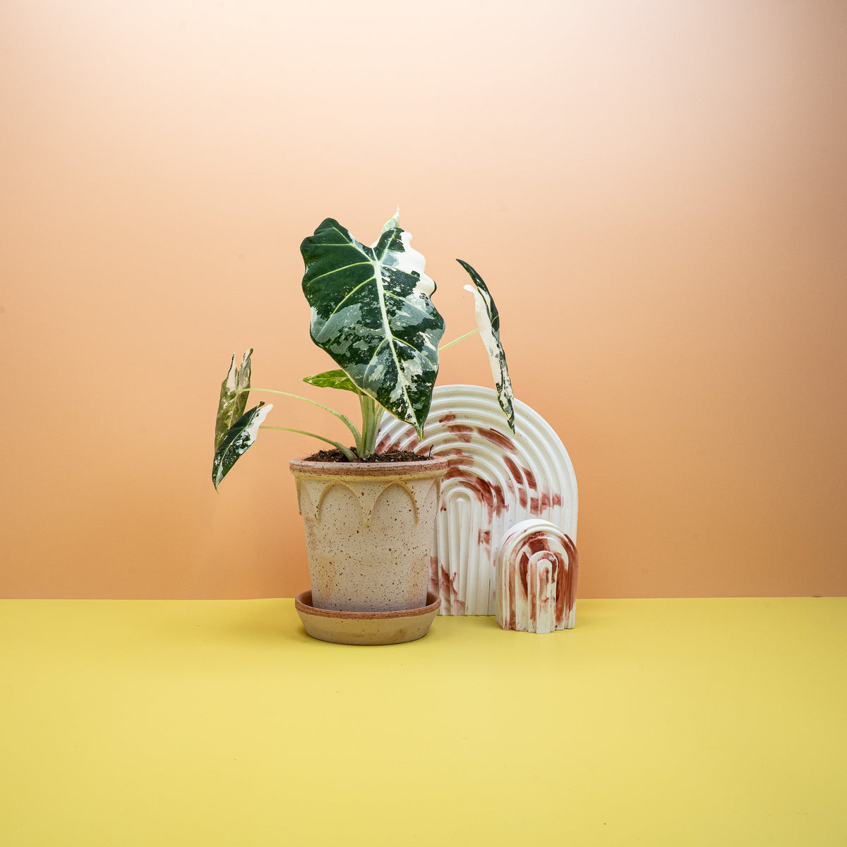 Alocasia Frydek Variegata, cremeweiße bis mintfarbene Panaschierung