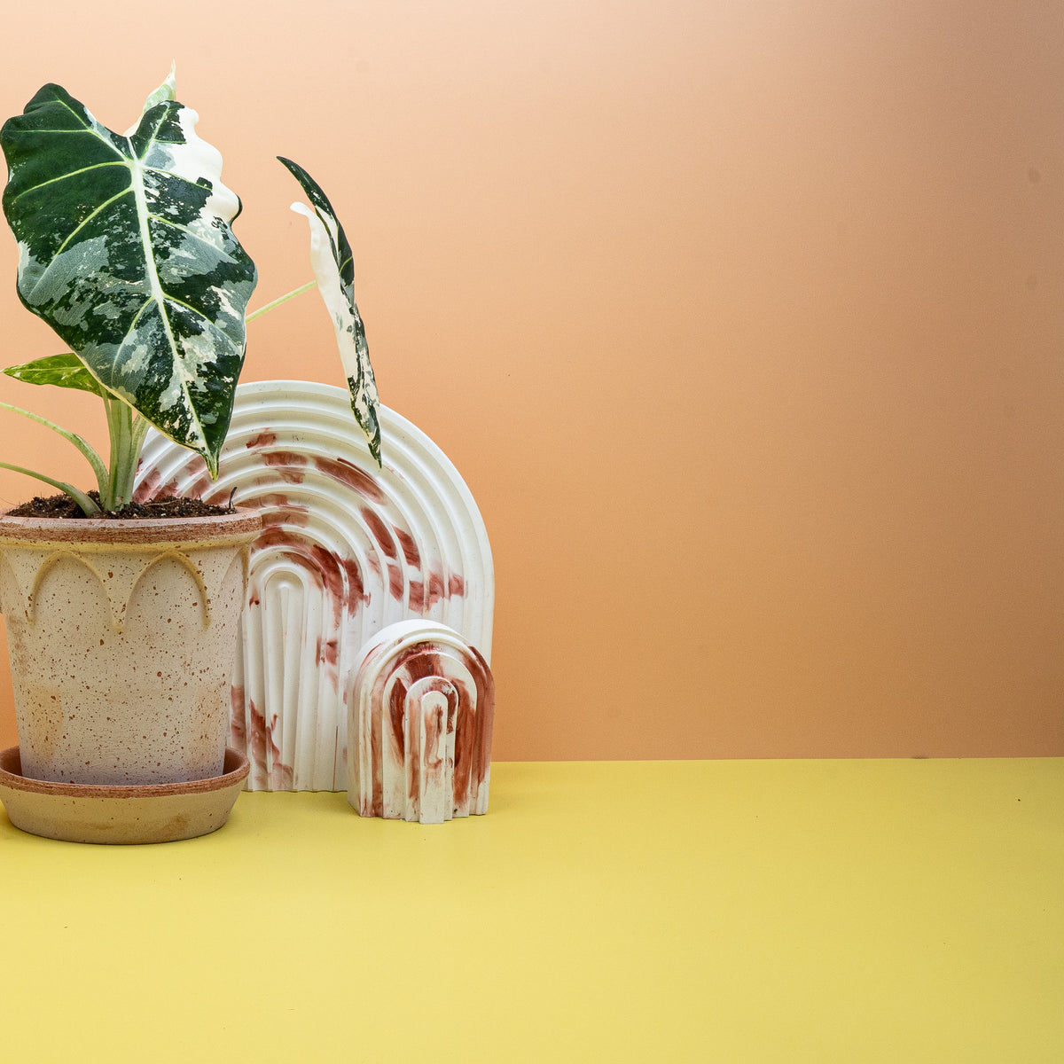 Alocasia Frydek Variegata, pfeilförmige Samtblätter