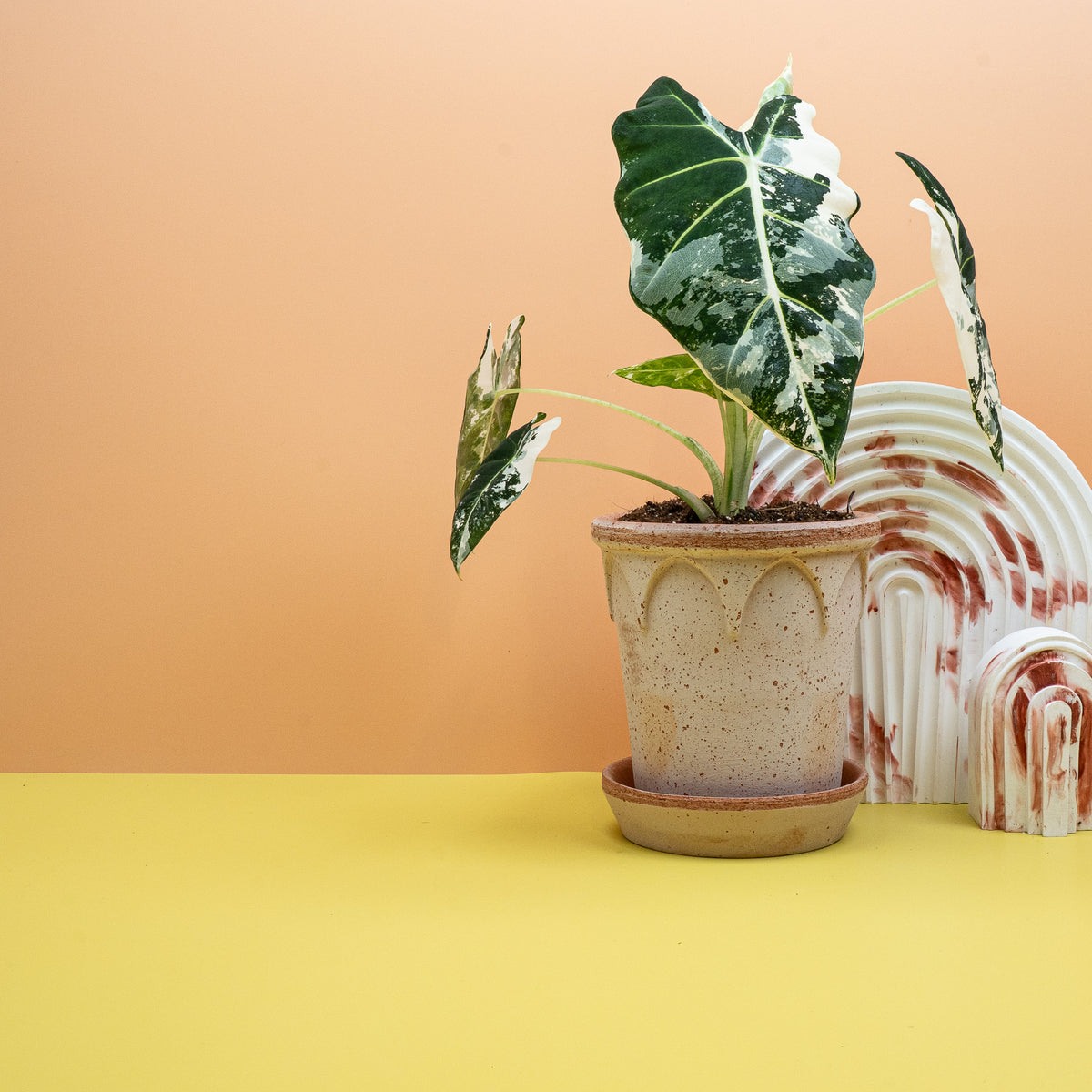 Alocasia Frydek Variegata mit individuellem Blattmuster