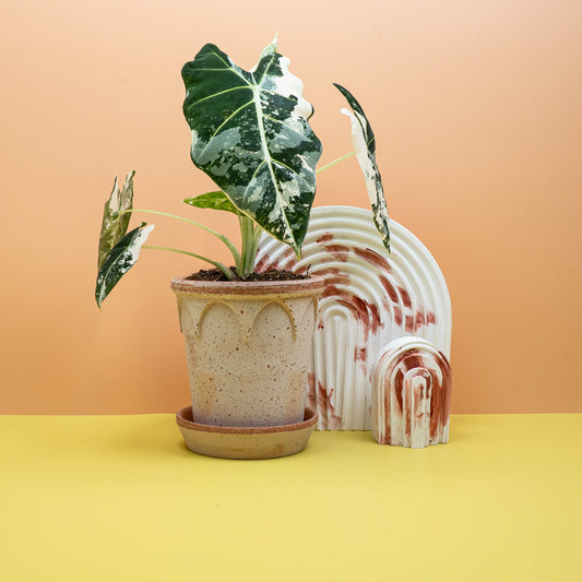 Alocasia Frydek Variegata – Zimmerpflanze mit samtigen Blättern – potflourri