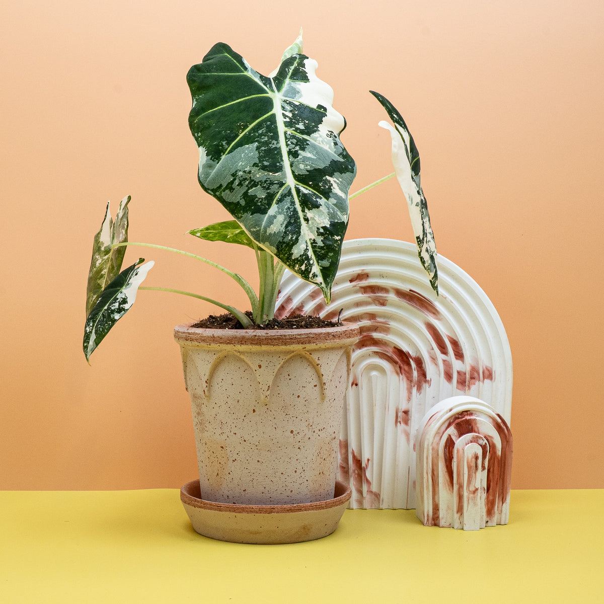 Alocasia Frydek Variegata, exklusive Sammlerpflanze