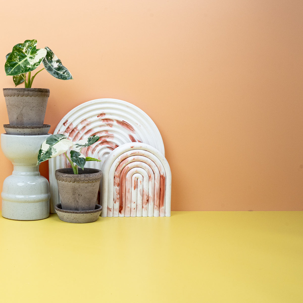 Alocasia Frydek Variegata – Kontrast aus Mint und Dunkelgrün