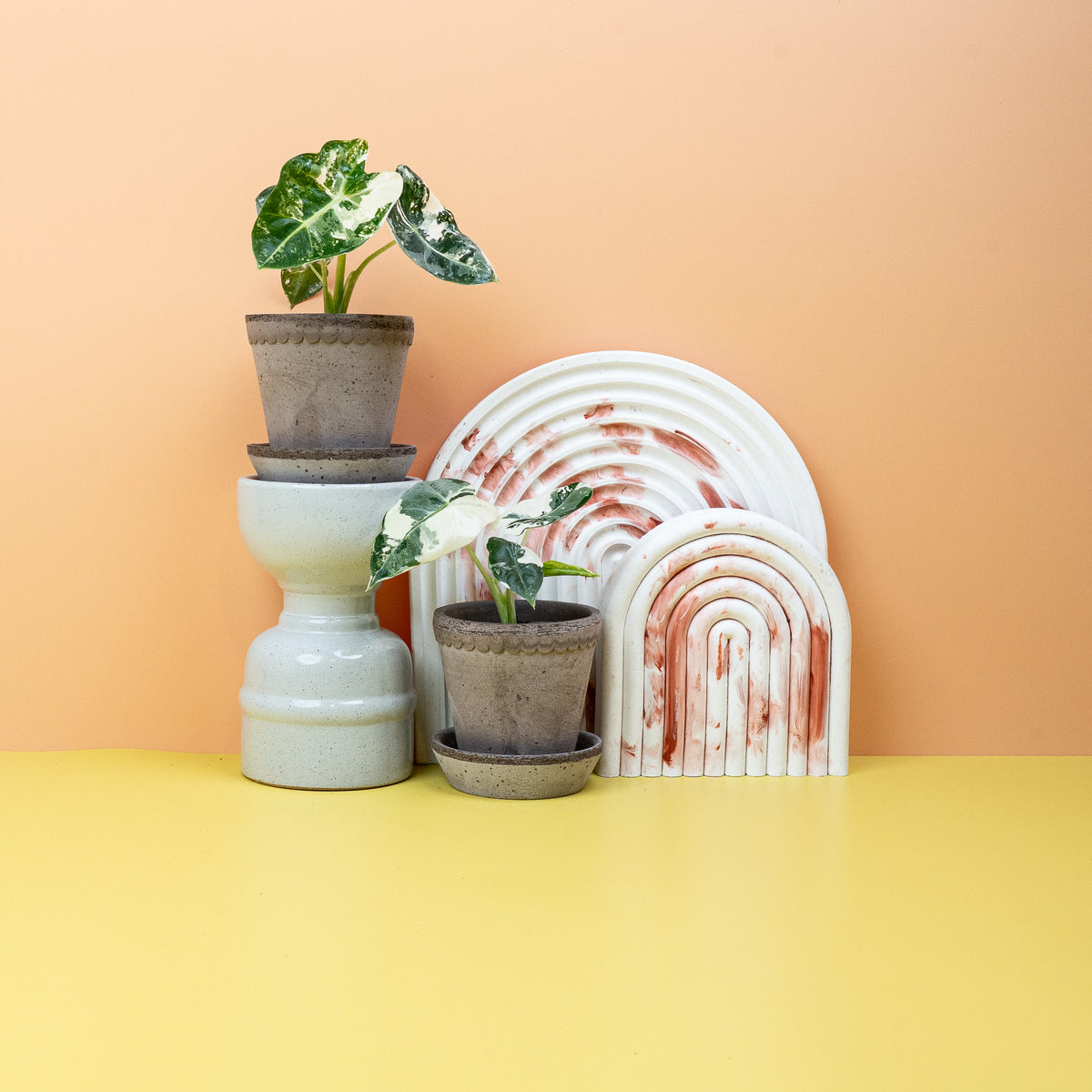 Alocasia Frydek Variegata im Kulturtopf – potflourri