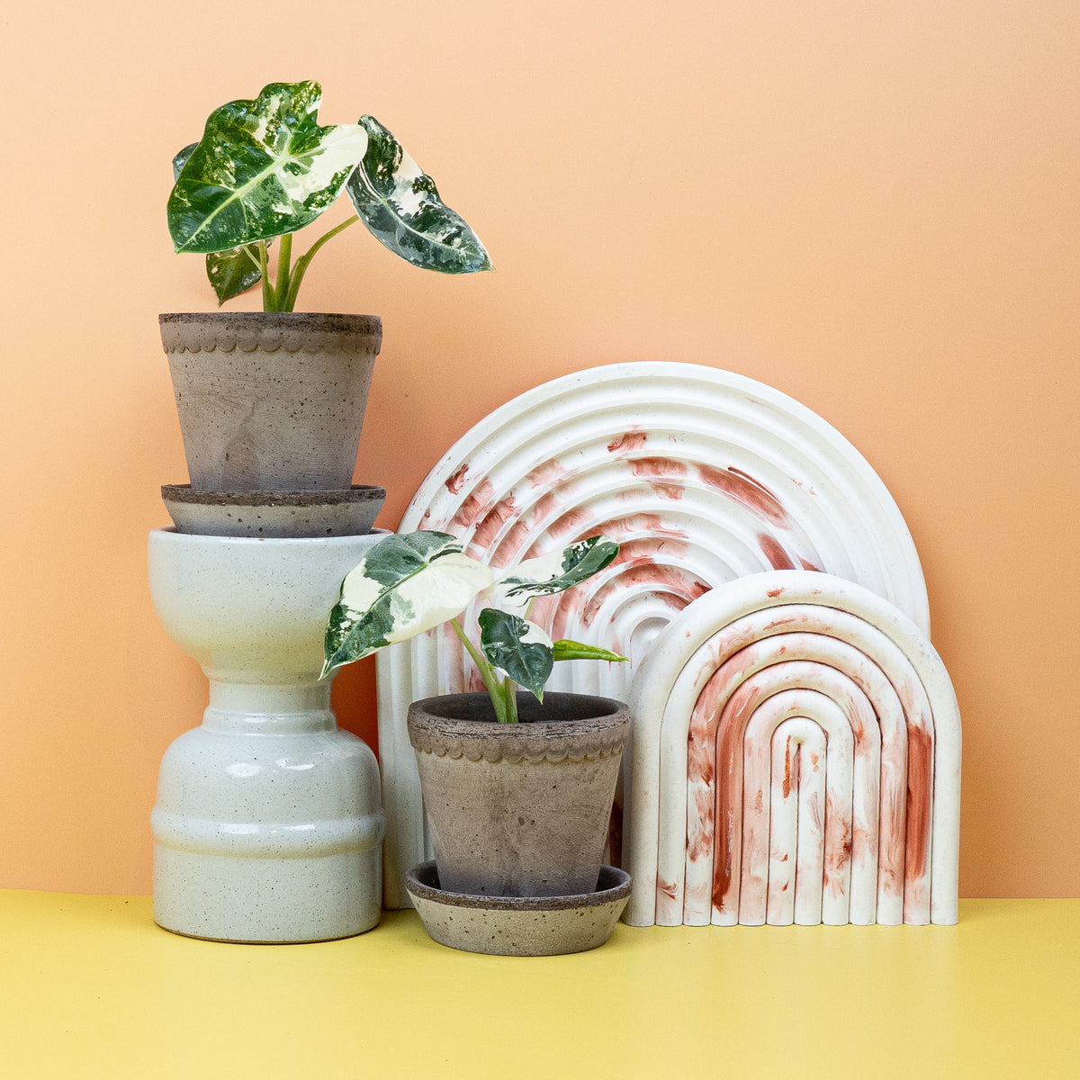 Alocasia Frydek Variegata – samtige, panaschierte Blätter