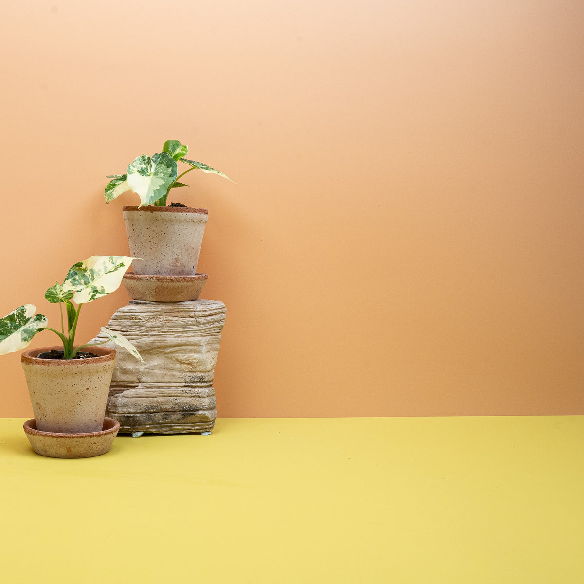Jedes Blatt zeigt ein individuelles Variegata-Muster