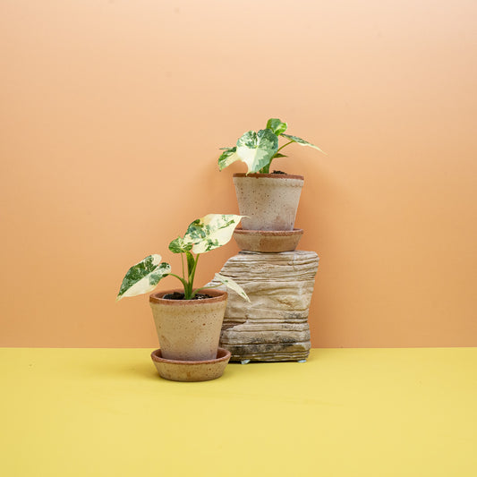 Alocasia Gageana Variegata Albo mit weißer Panaschierung – potflourri
