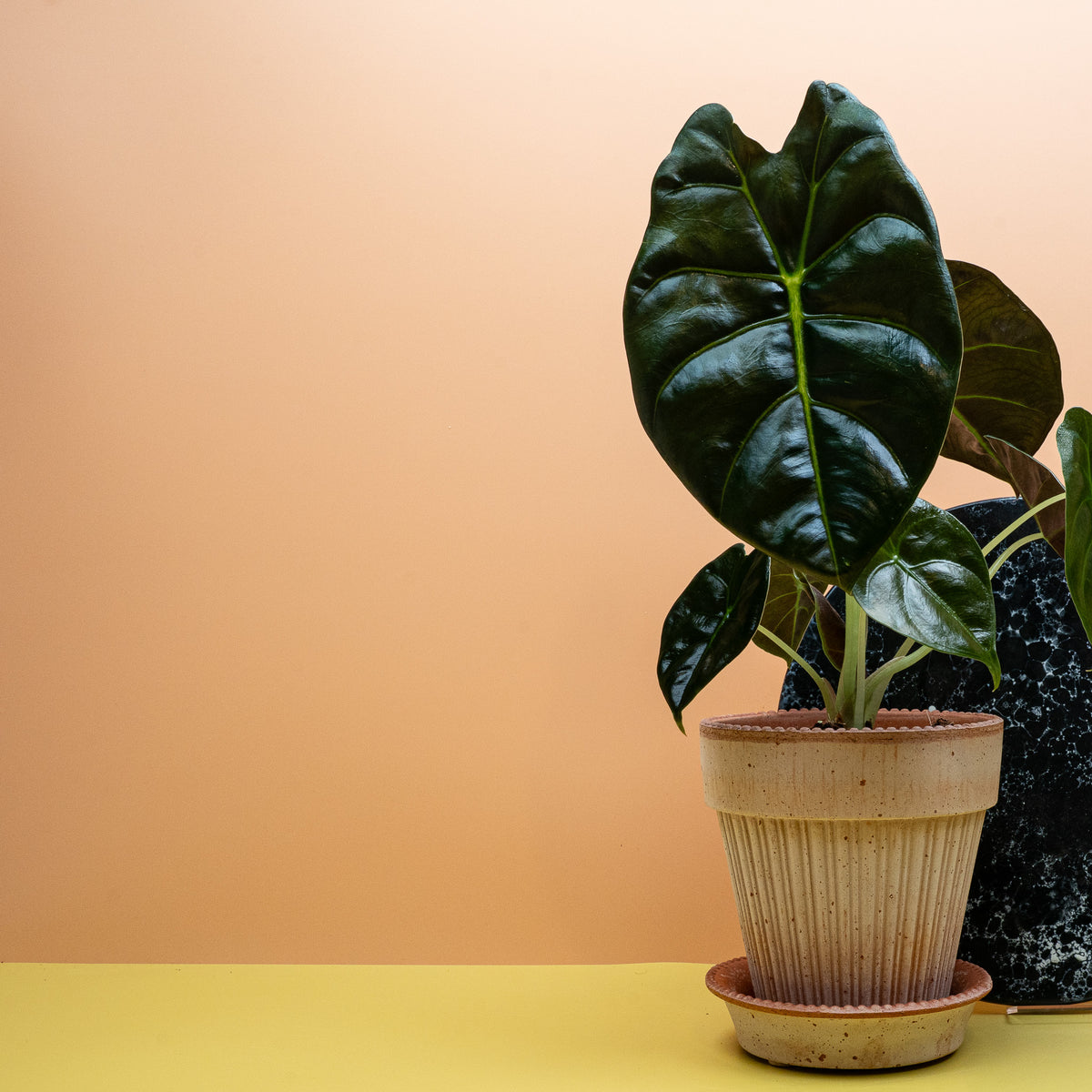 Alocasia Golden Bone als luxuriöse Strukturpflanze
