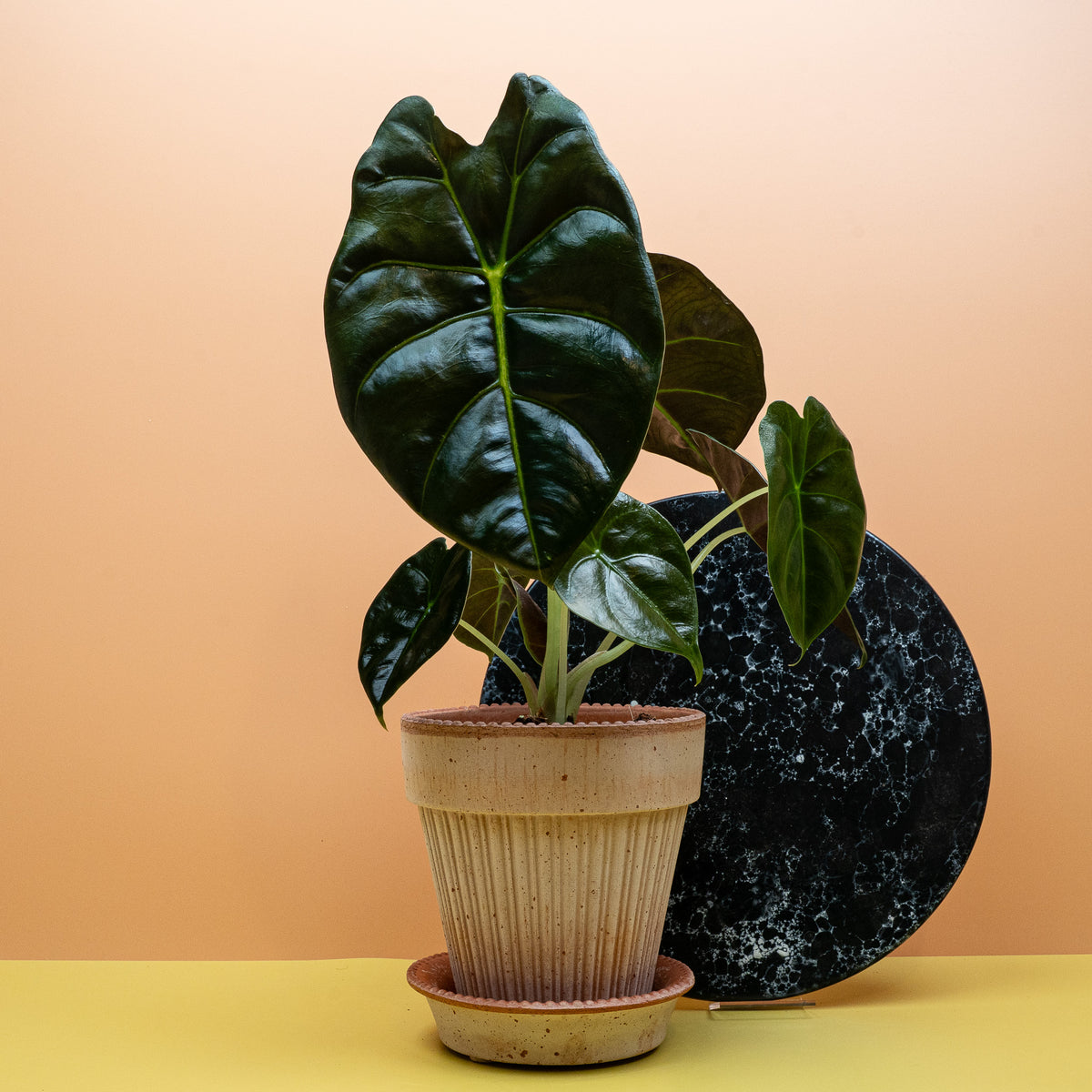 Alocasia Golden Bone mit goldgelben Blattadern – potflourri