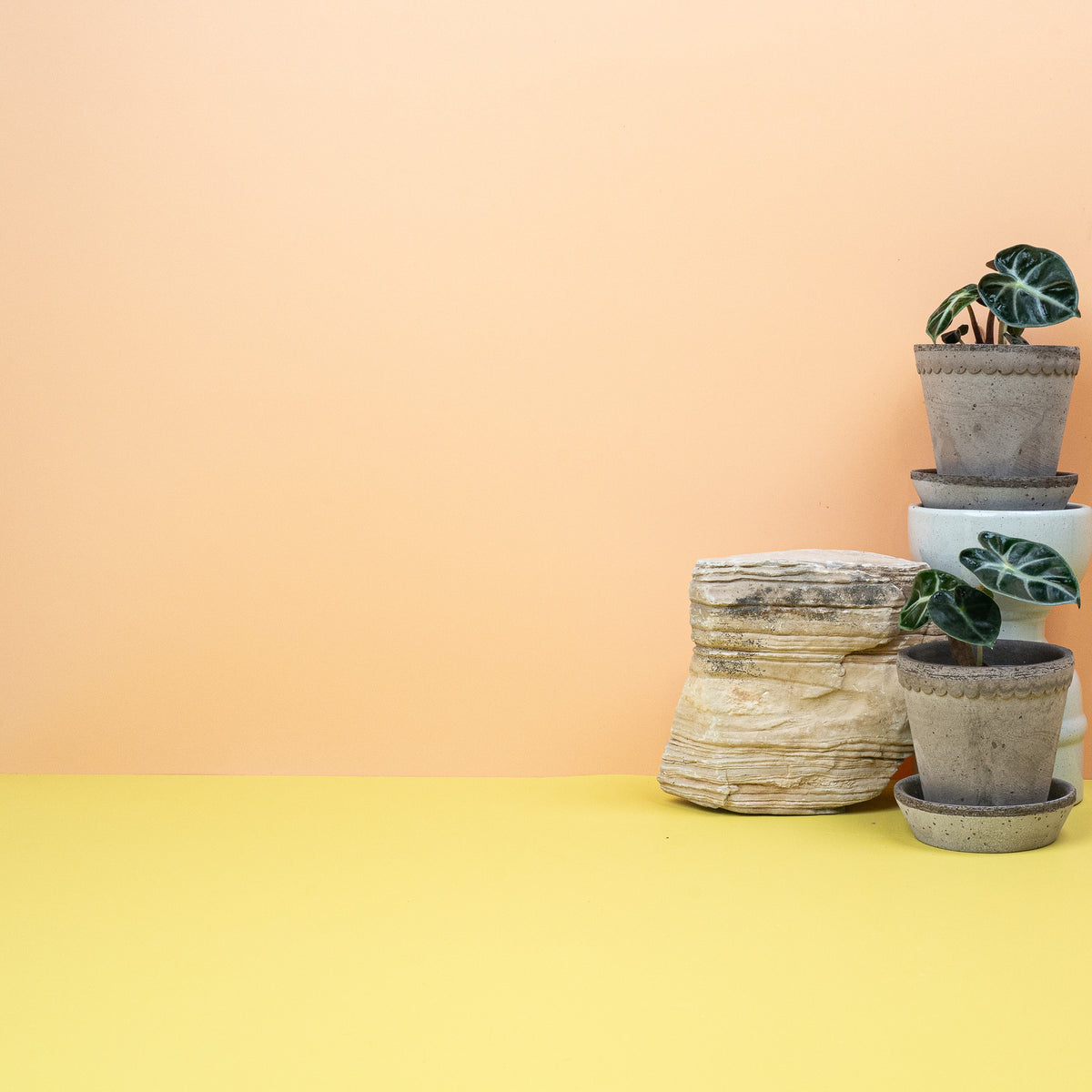 Alocasia Heart Balloon – sattes Blattgrün mit heller Aderung