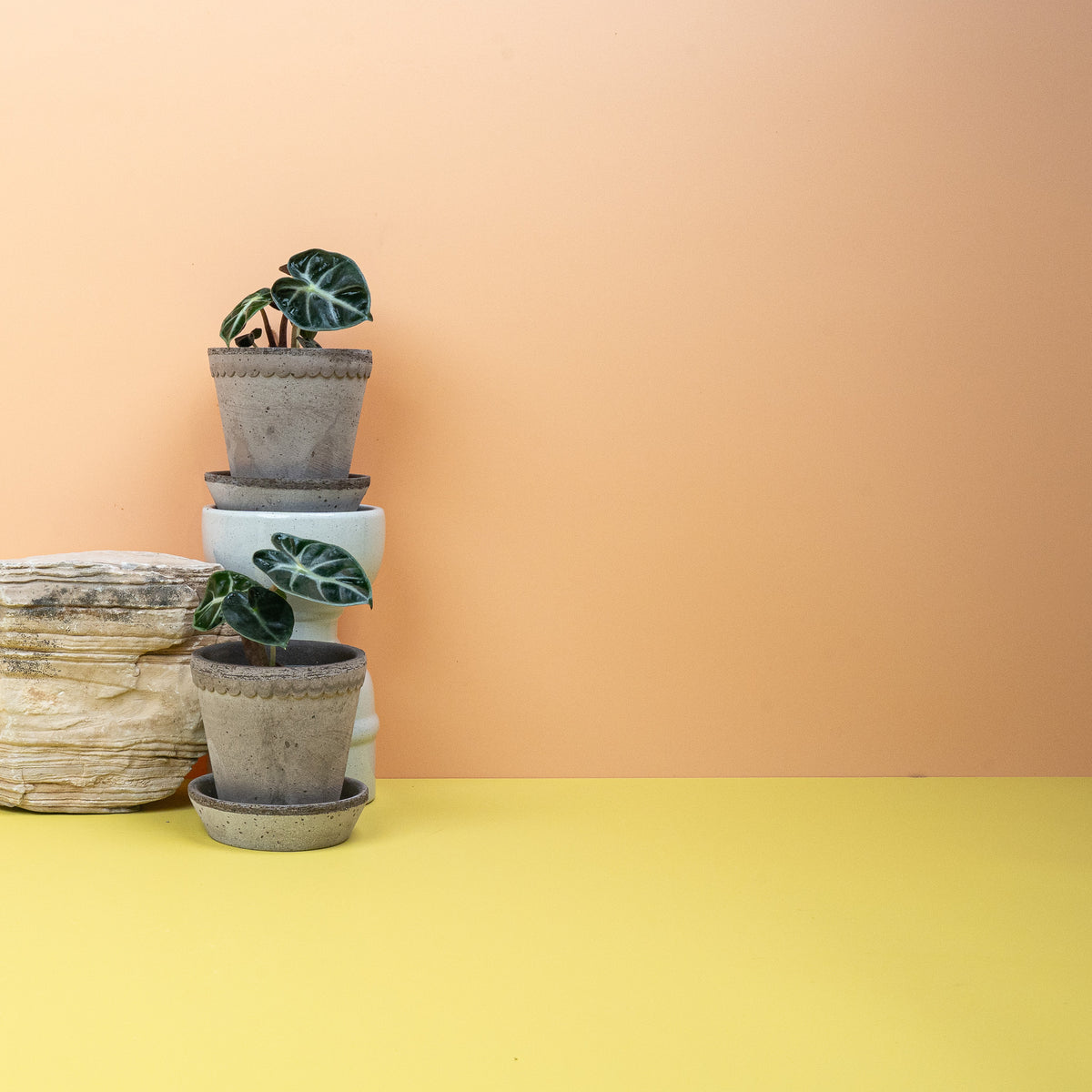 Alocasia Heart Balloon – kompakte Jungpflanze im Kulturtopf