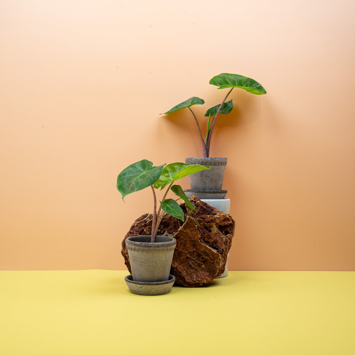 Alocasia Imperial Red, burgunderfarbene Stiele – potflourri