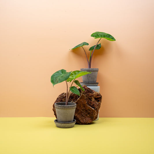 Alocasia Imperial Red, burgunderfarbene Stiele – potflourri