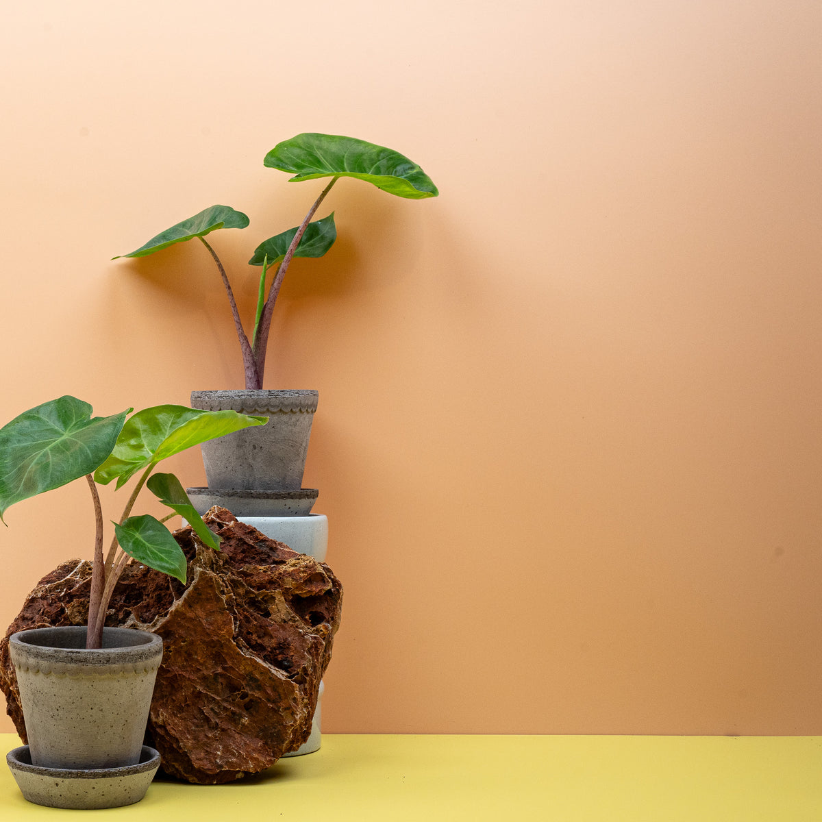 Alocasia Imperial Red, kräftiger kompakter Wuchs