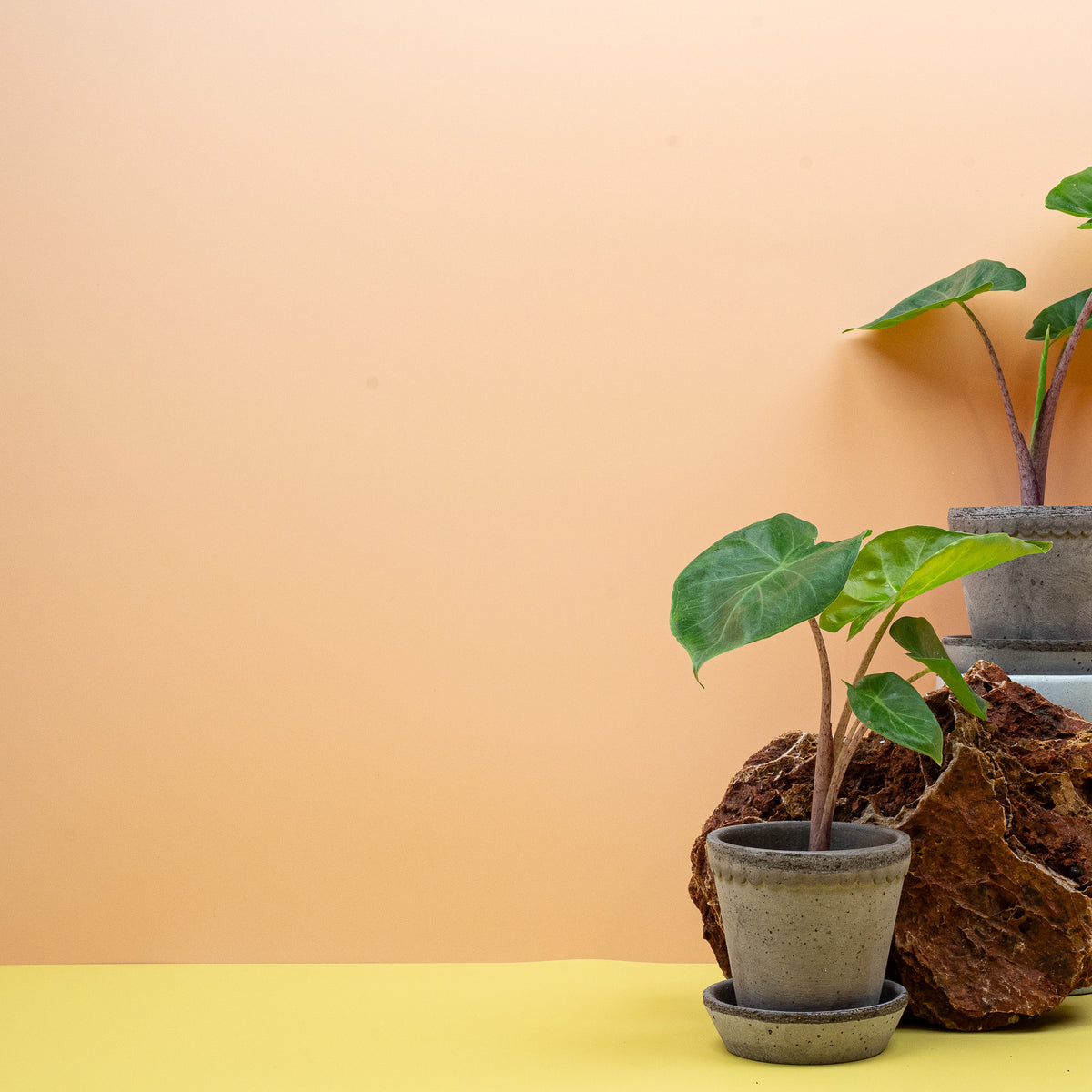 Alocasia Imperial Red mit sattem Blattgrün