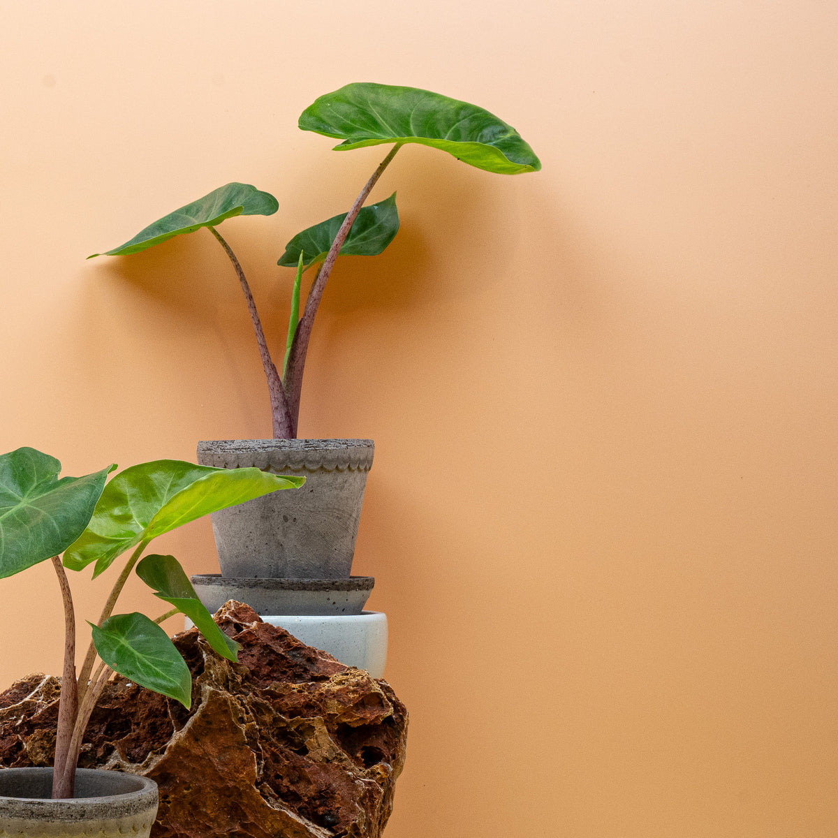 Alocasia Imperial Red, große Blattflächen
