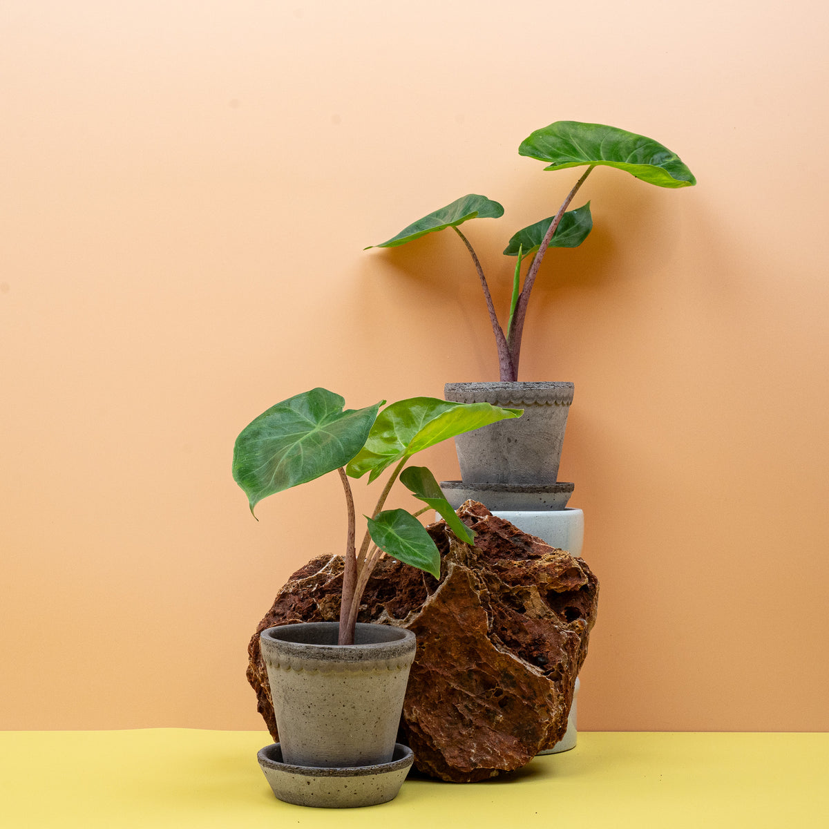 Alocasia Imperial Red, breite Blattflächen auf rötlichen Stielen – potflourri