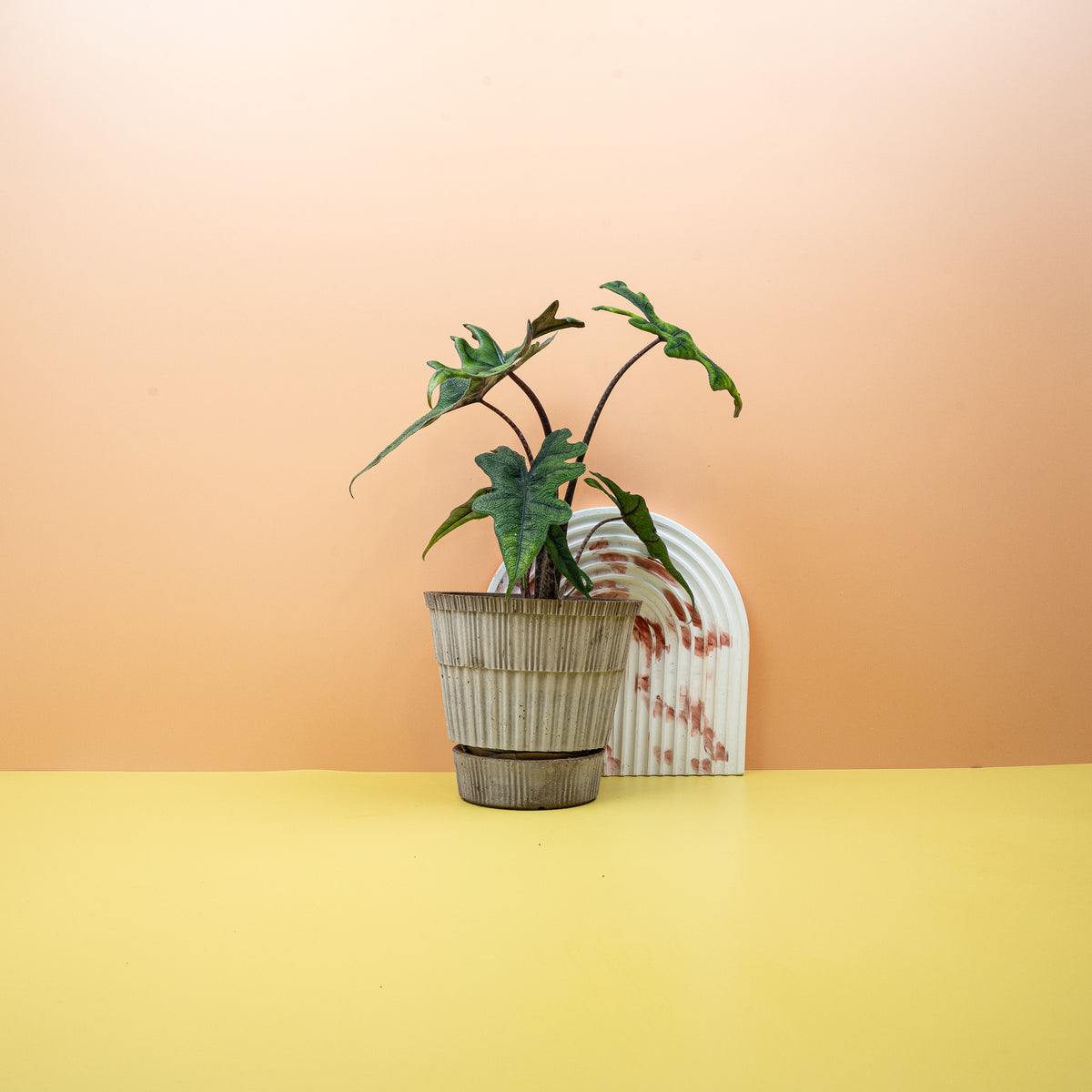 Alocasia Jacklyn, tief geschlitzte Blätter der Alocasia tandurusa – potflourri