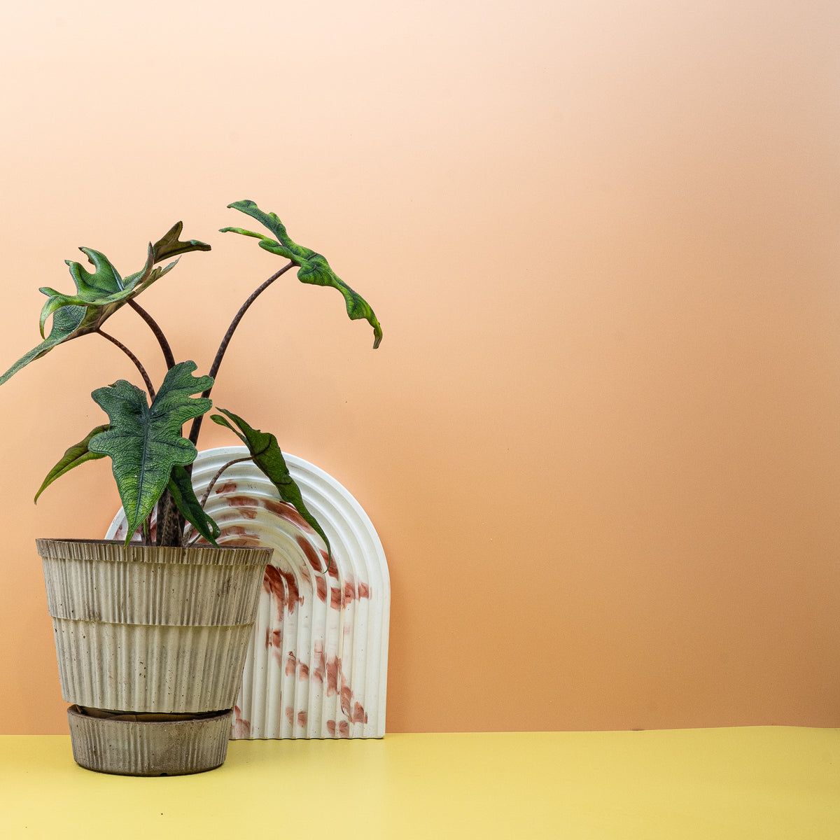 Alocasia Jacklyn, seltene Sammler-Alocasia von der Insel Sulawesi – potflourri