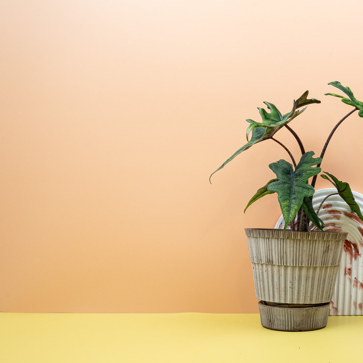 Alocasia Jacklyn mit gezackter Blattform und dunklen Blattadern – potflourri