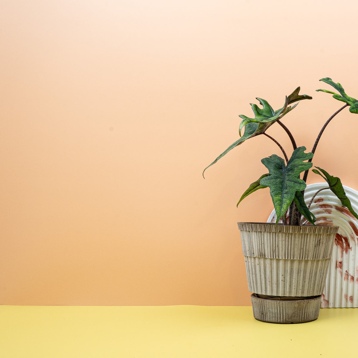 Alocasia Jacklyn im Topf, aufrechter Wuchs mit skulpturalen Blättern – potflourri